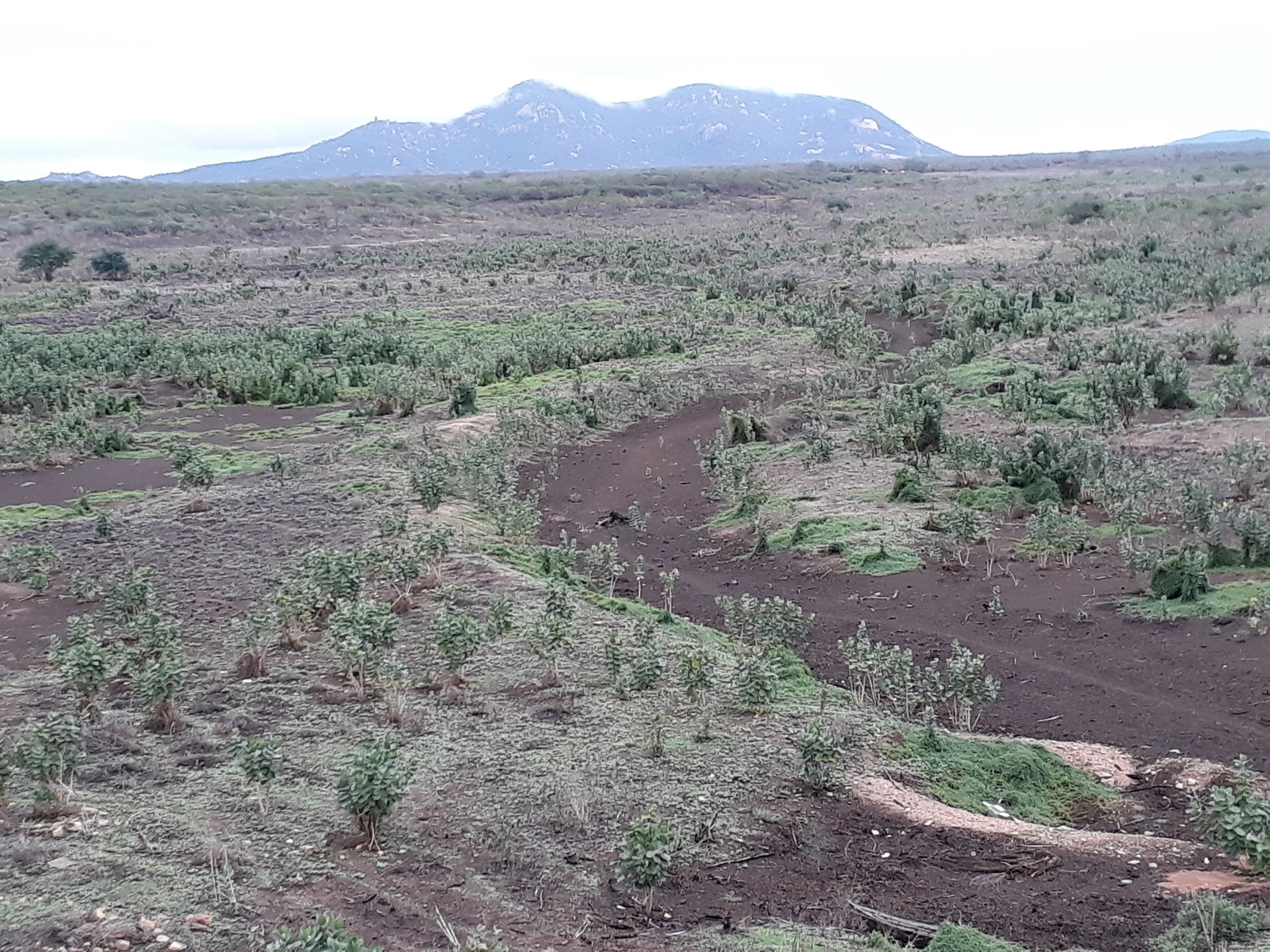 Dry weir in the countryside of Santa Quitéria, Ceará, Brazil.
