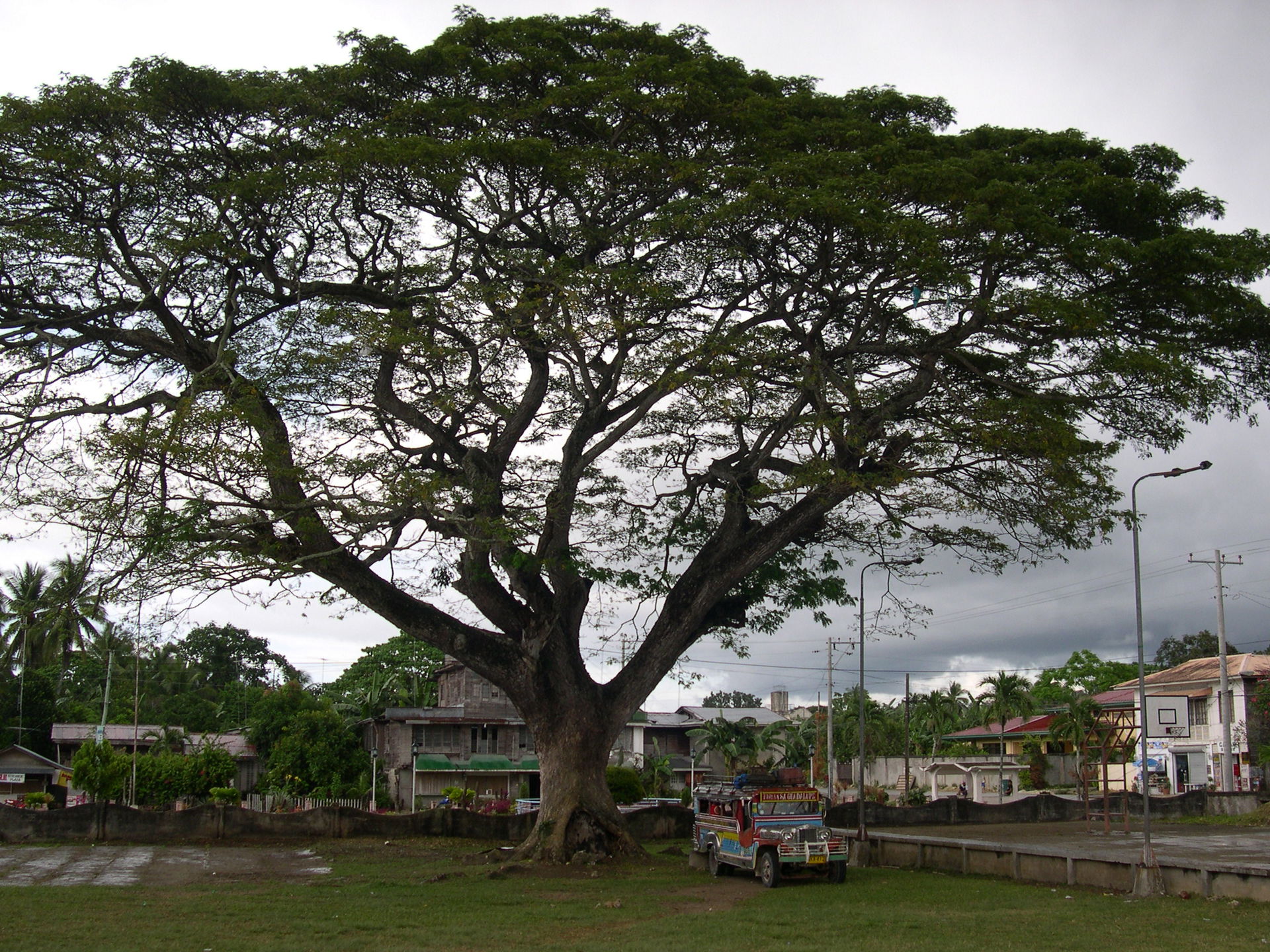 An amazing tree in front of the church of Loon, Bohol, Philippi…