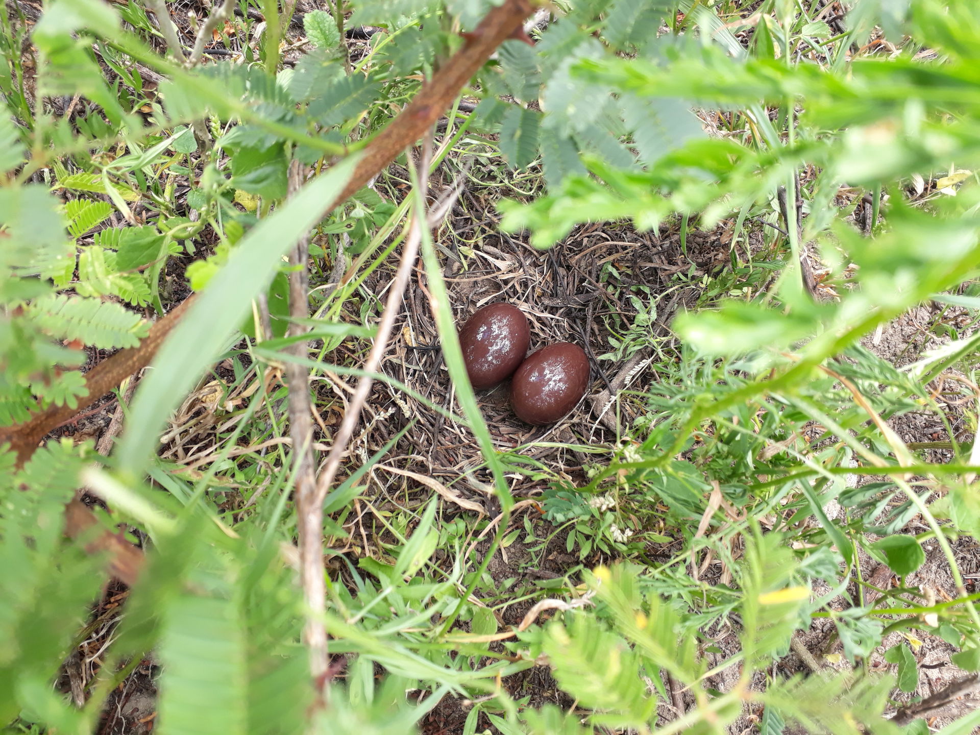 Ovos de Corduniz em seu ninho em zona rural de Mauriti-CE
