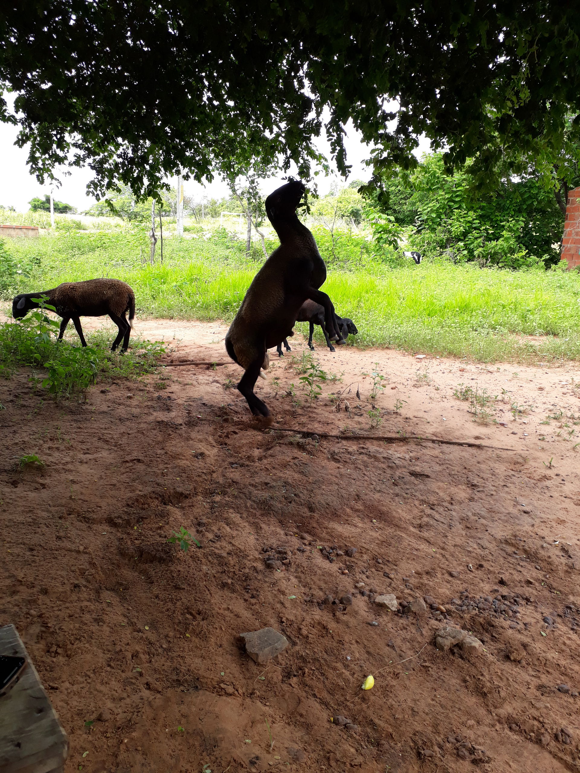 Carneiro de Raça Mestiça se alimentando de fruto de árvores pel…