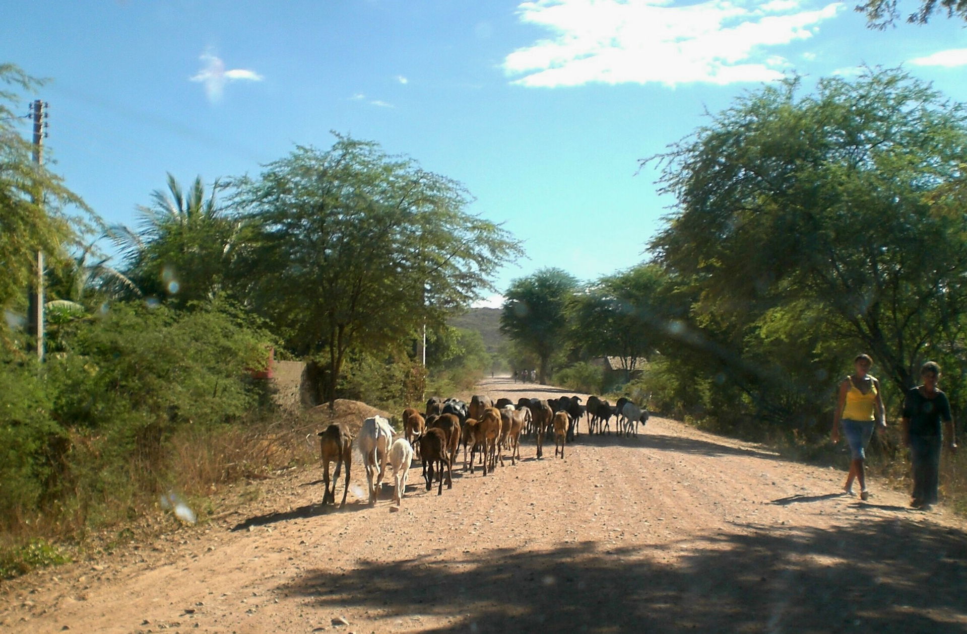 OVELHAS NA ESTRADA - SÍTIO GRAVATAZINHO - DISTRITO DE SÃO MIGUEL