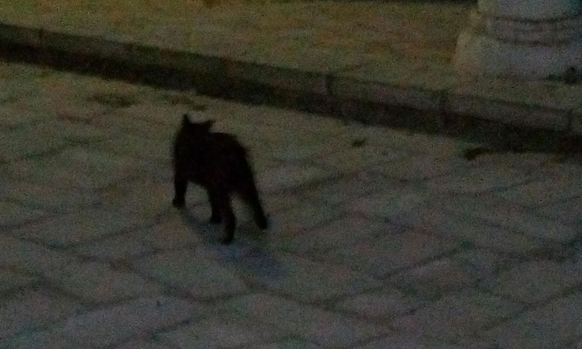 Cat in Al Rehab City, New Cairo