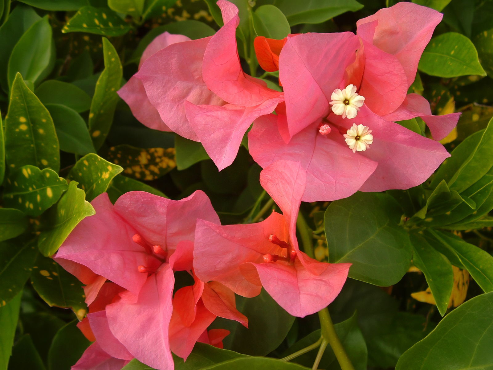 Bougainvillia blossoms on Cozumel, Mexico