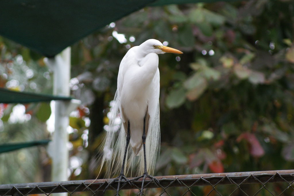 Ardea alba at the São Paulo Zoo