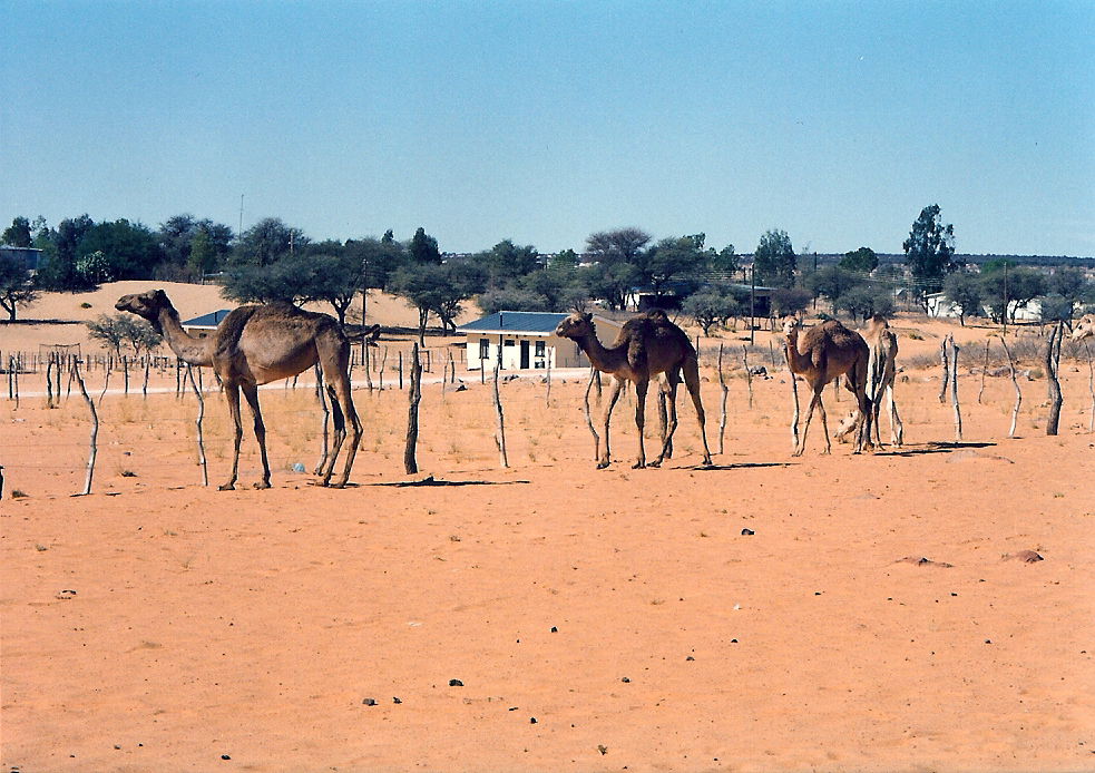 Domesticated camels grazing in Tshabong, Botswana. The town is …