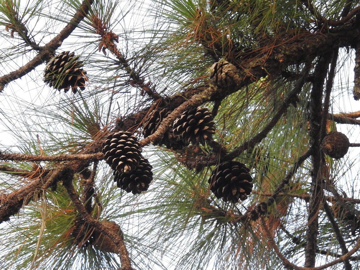 Photo of egg-cone pine (undefined) uploaded from iNaturalist.