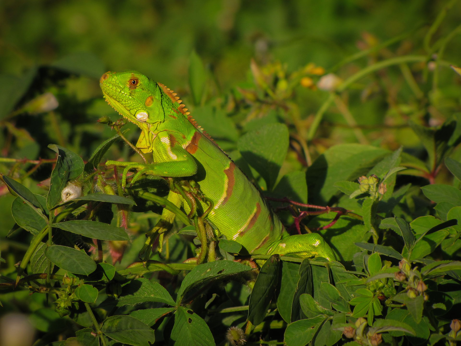 A juvenile green iguana (Iguana iguana) in Brejo da Madre de De…