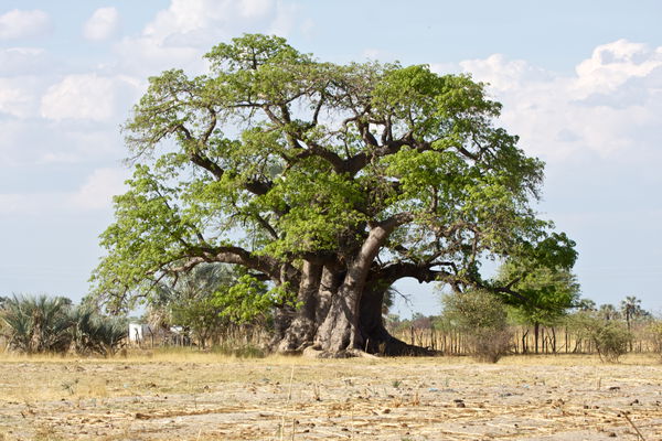 Ongandjera