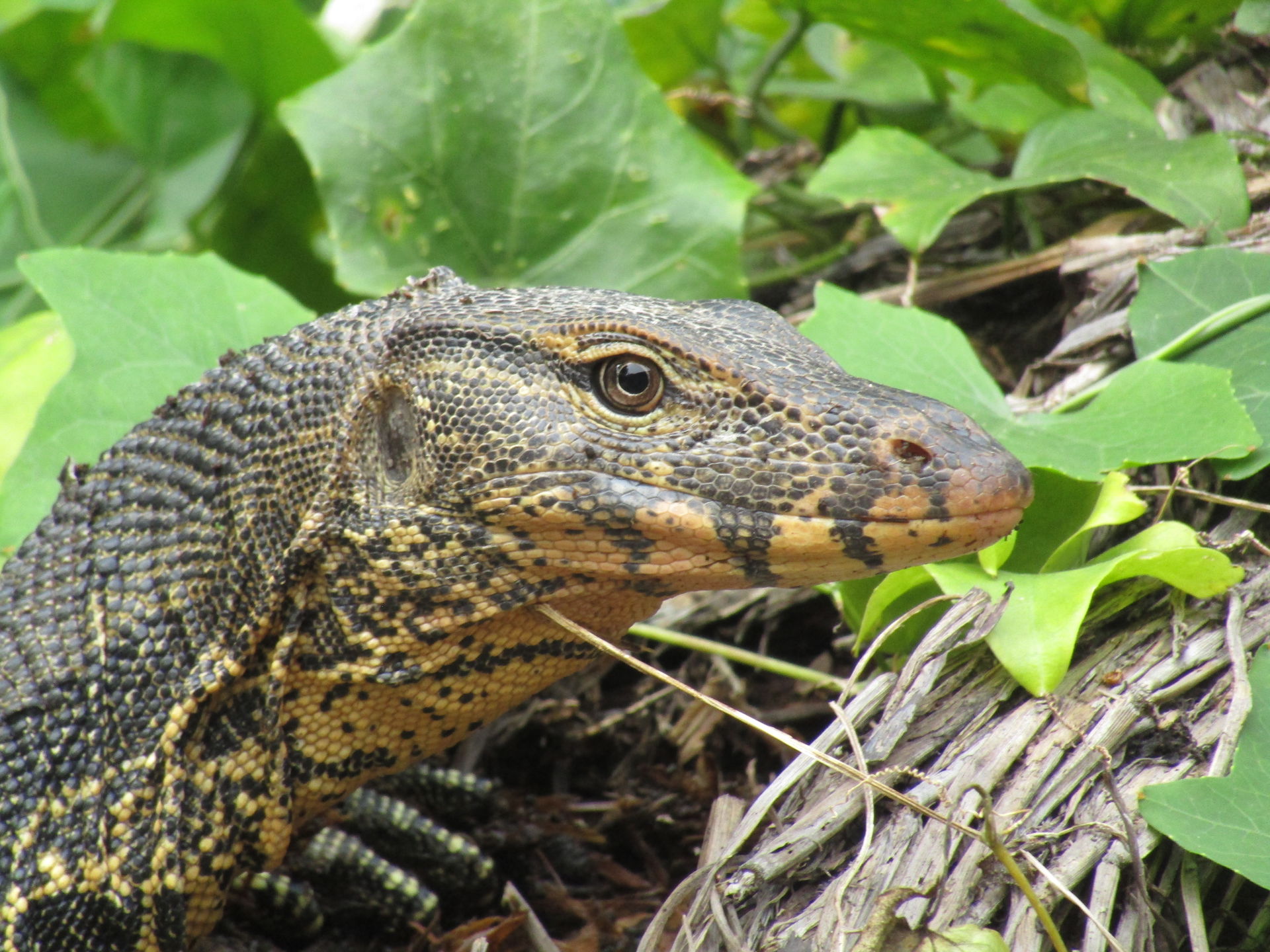 The Asian water monitor (Varanus salvator) is a large varanid l…
