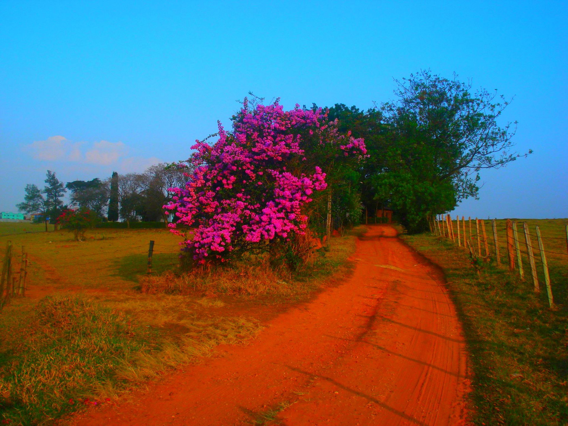 SITIO ESTRADA DE TERRA -LABREA-AMAZONAS BRAZIL