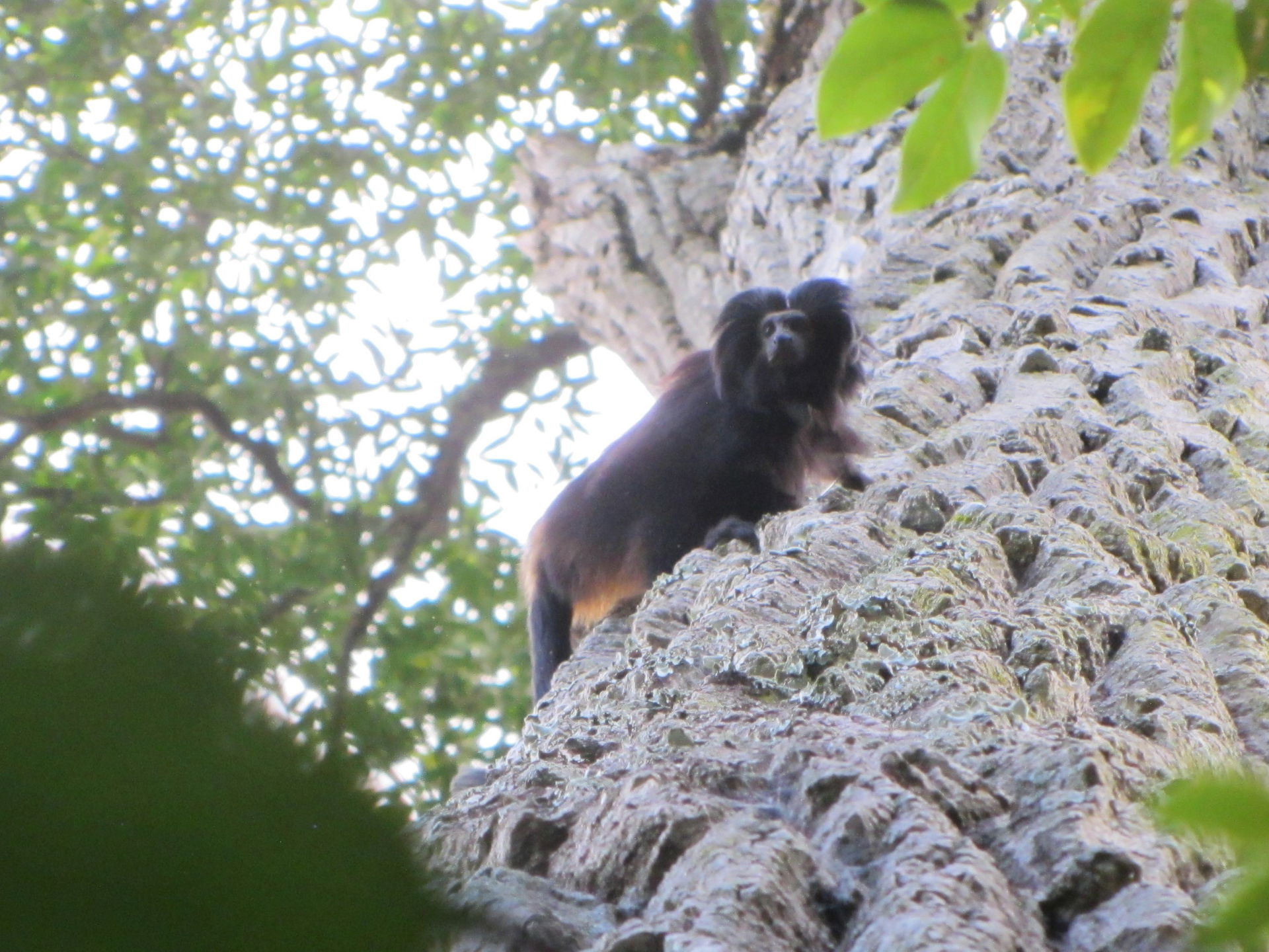 Black lion tamarin (Leontopithecus chrysopygus) on a "peroba-ro…
