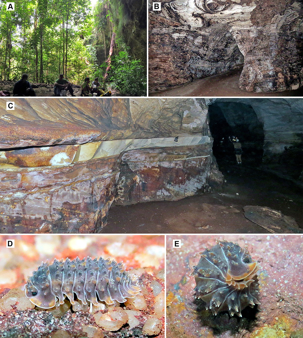 Figure 2.
Lucas cave, Rurópolis, Pará State, Brazil. A, Surroun…