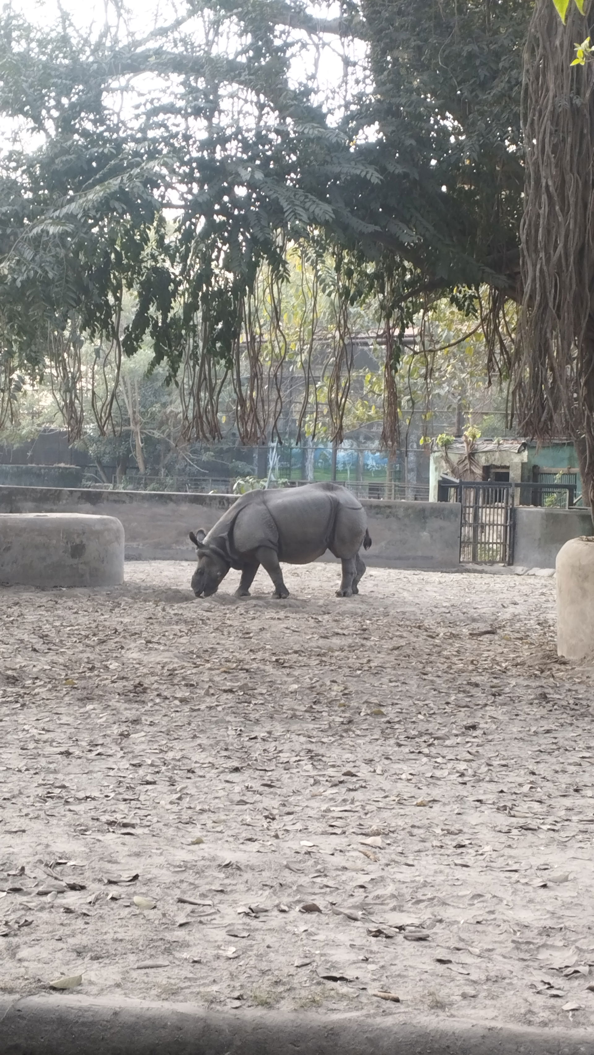 আলিপুর চিড়িয়াখানায় চিড়িয়াখানা মনের সুখে ঘুরে বেড়াচ্ছেন।