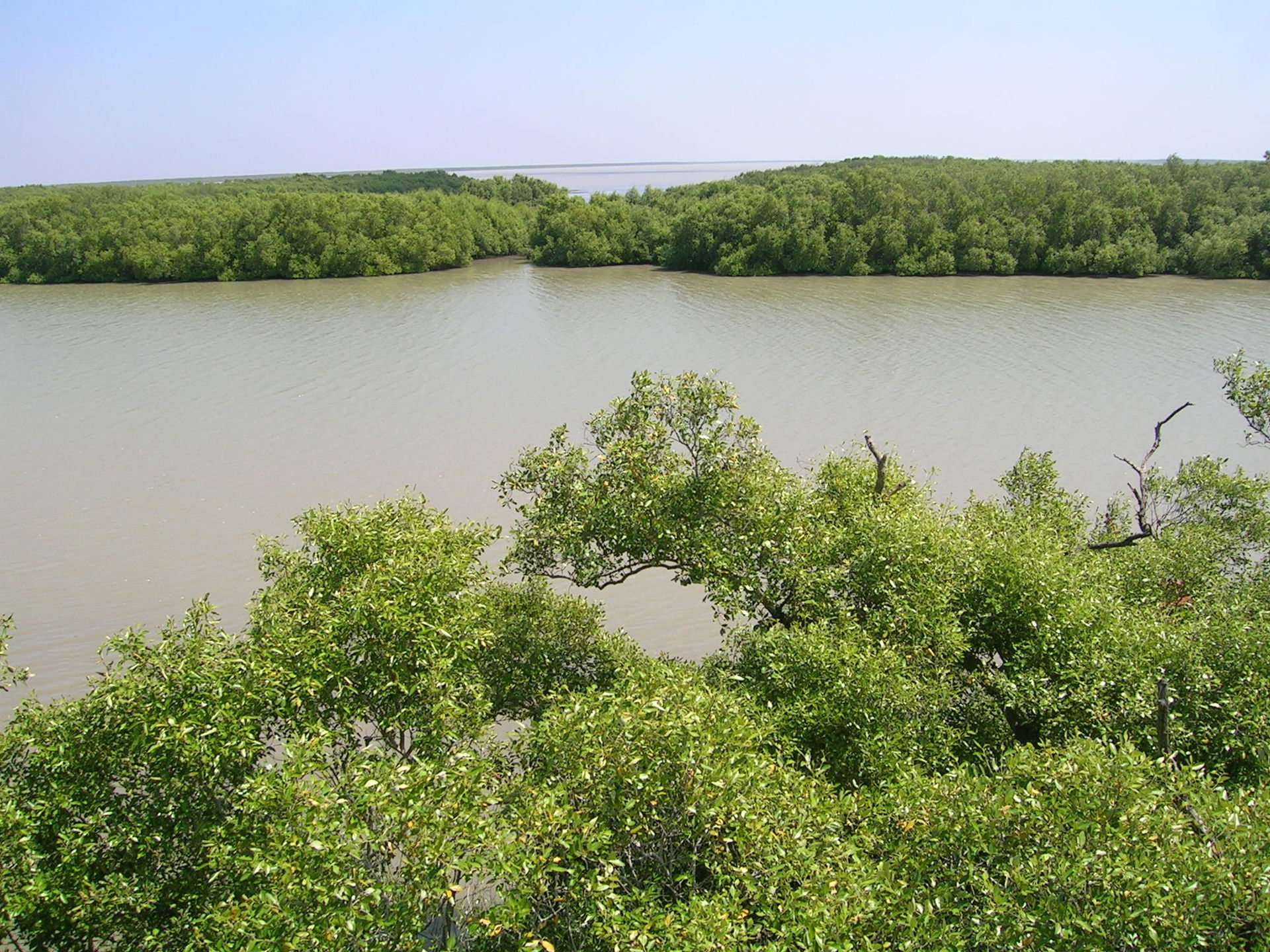 Mangrove island, Muthupet, Tamil Nadu