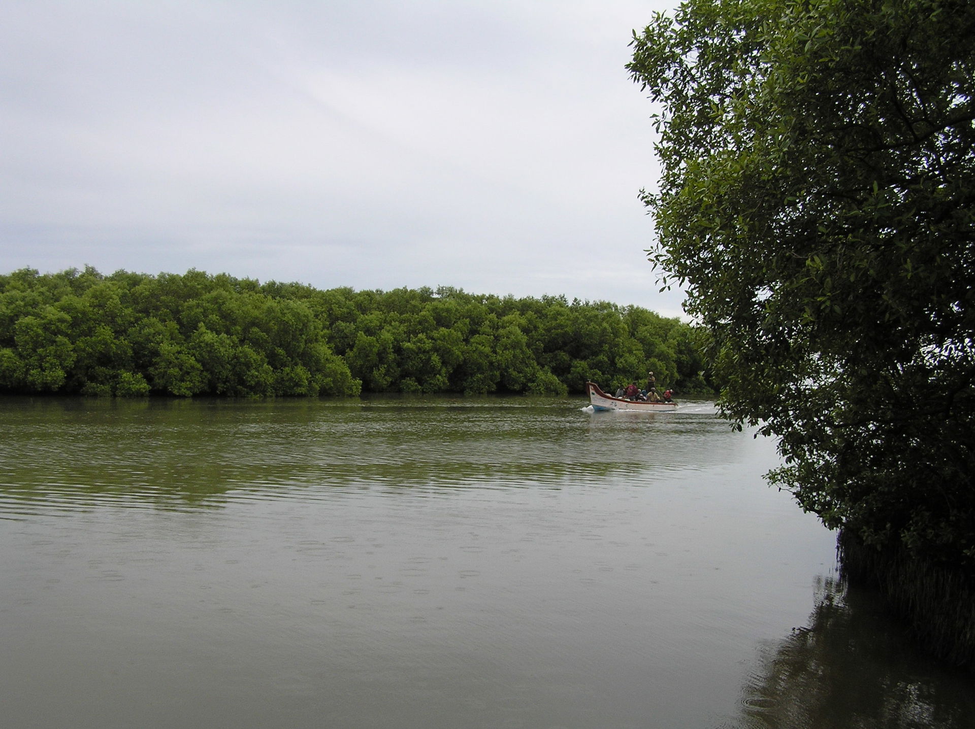 Muthupet Mangrove Forest, a fisher boat return from Muthupet la…