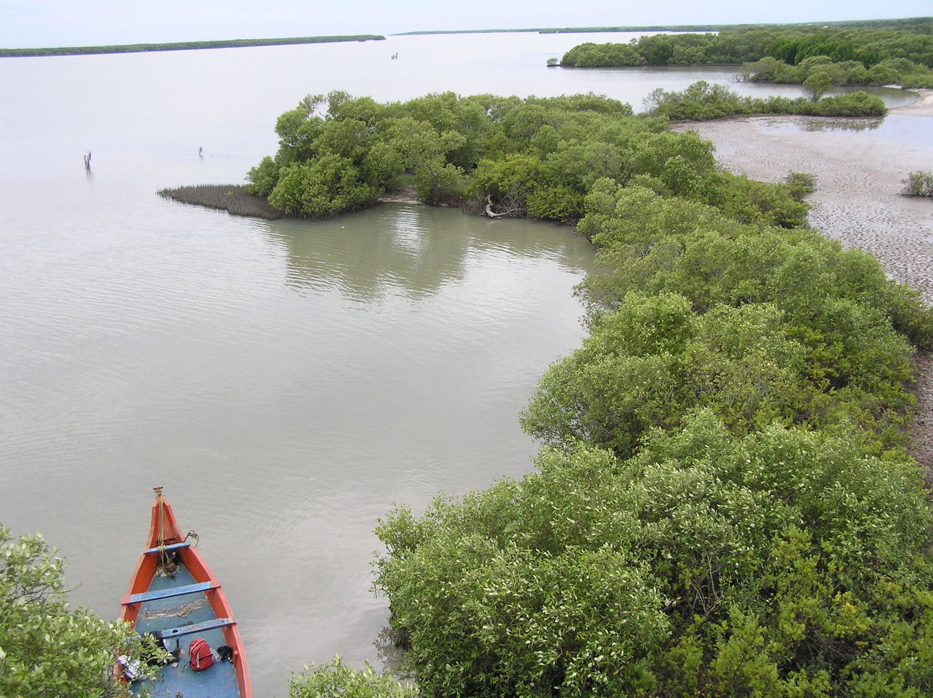 Muthupet lagoon from watch tower