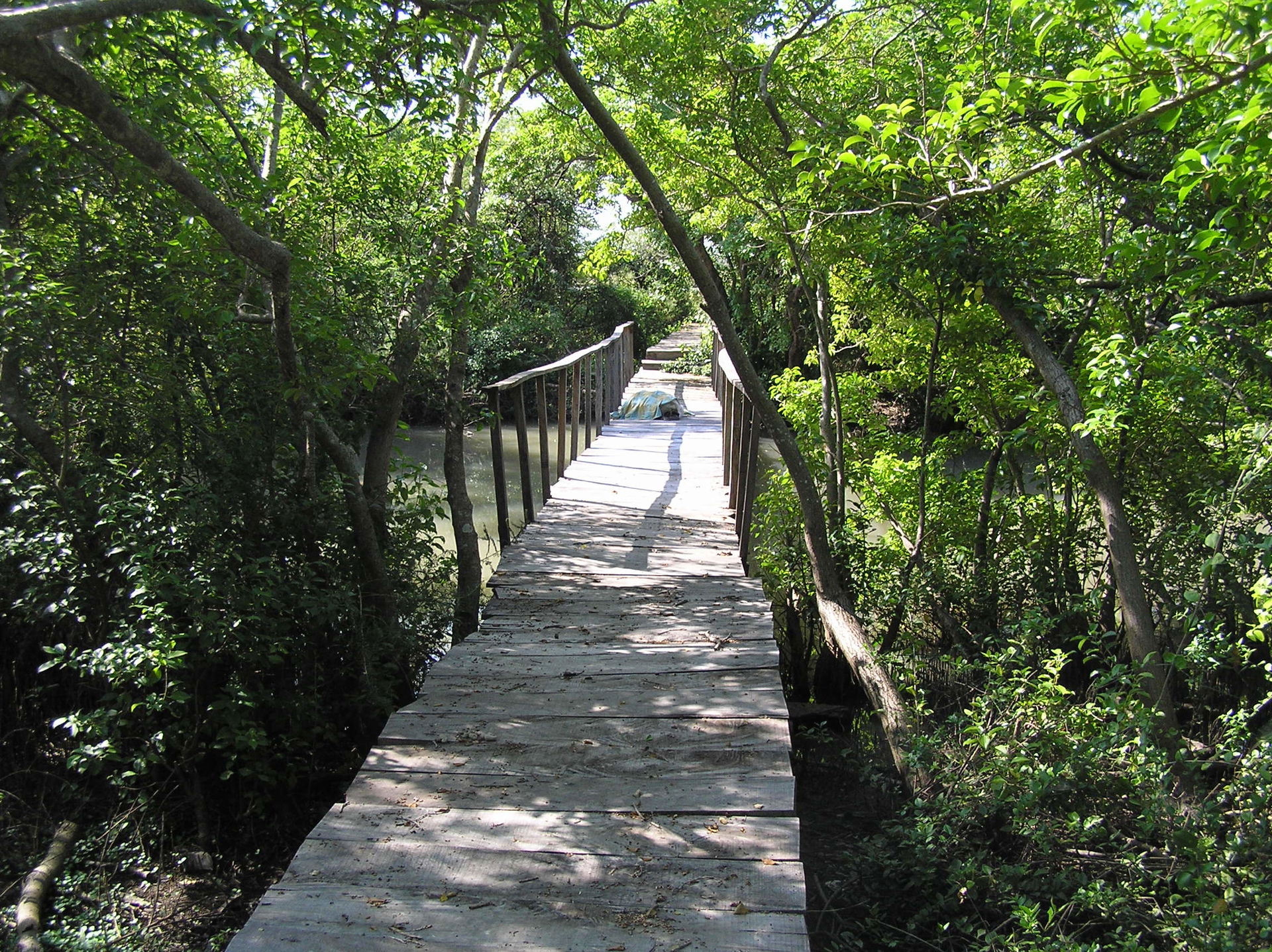 Boardwalk in Muthupet Mangrove Forest
