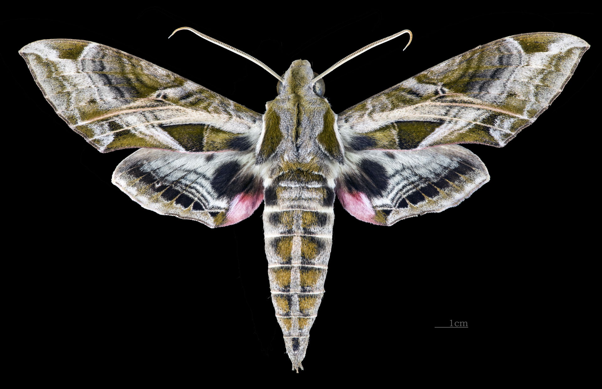 Eumorpha drucei - Dorsal side
Collection of the Mathematician L…