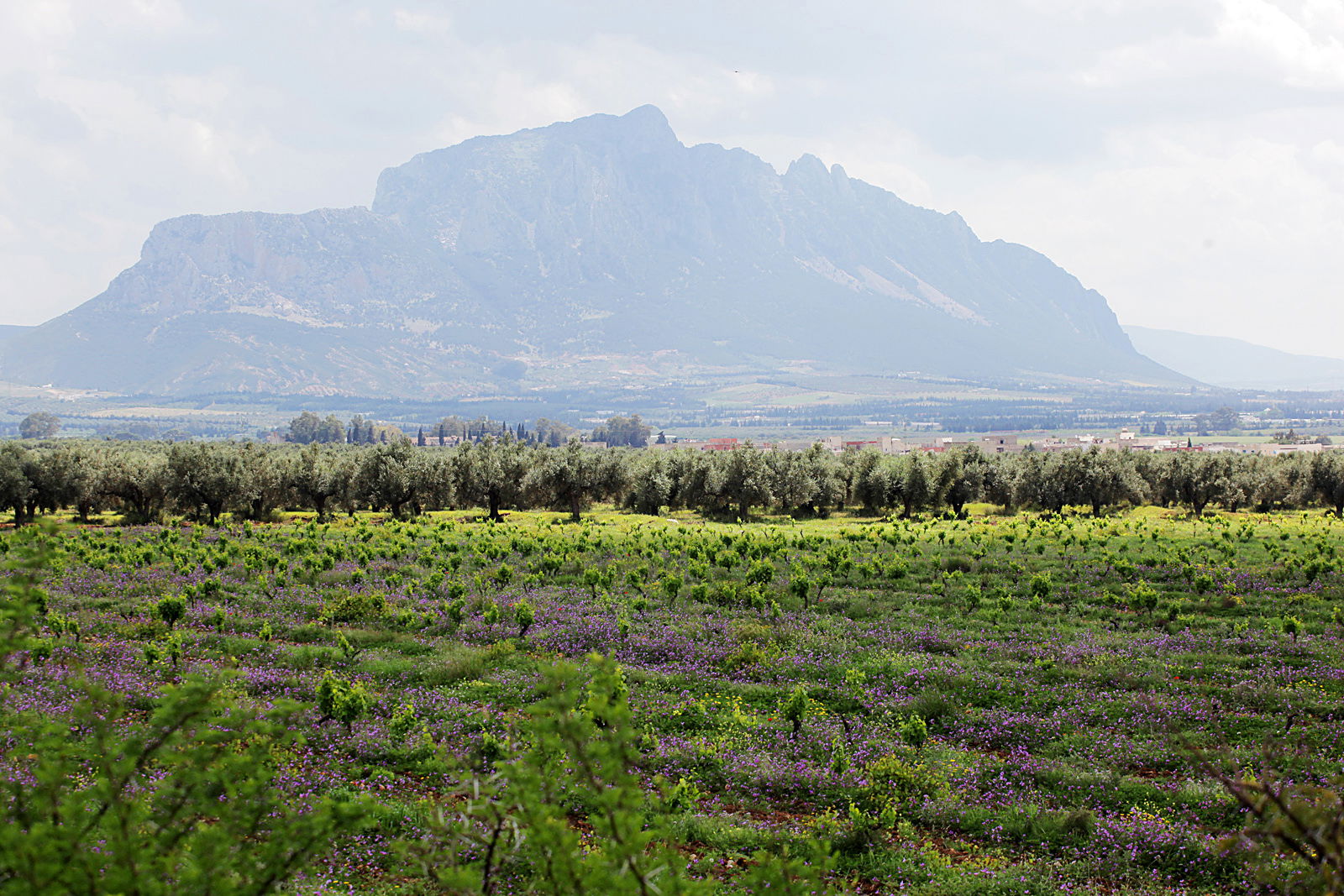 View on the Djebel Ressas from the Mornag plain