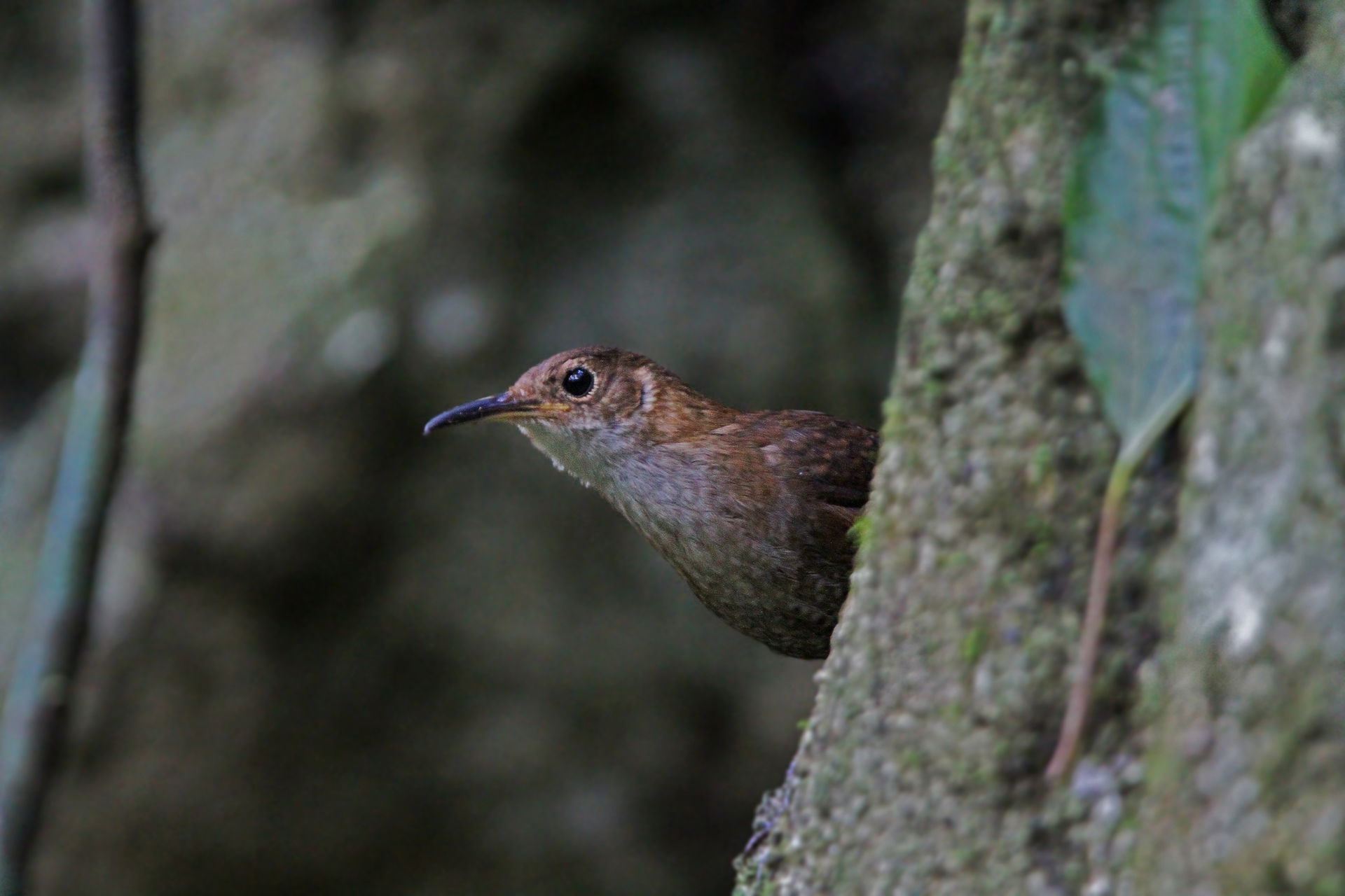 Nava's Wren Hylorchilus navai, Ocozocoautla de Espinosa, Chiapa…