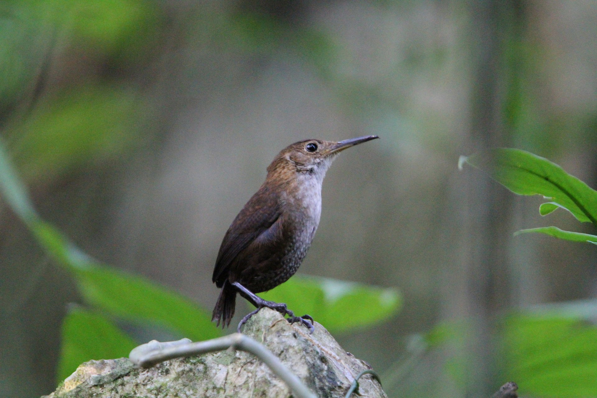 Nava's Wren Hylorchilus navai, Ocozocoautla de Espinosa, Chiapa…