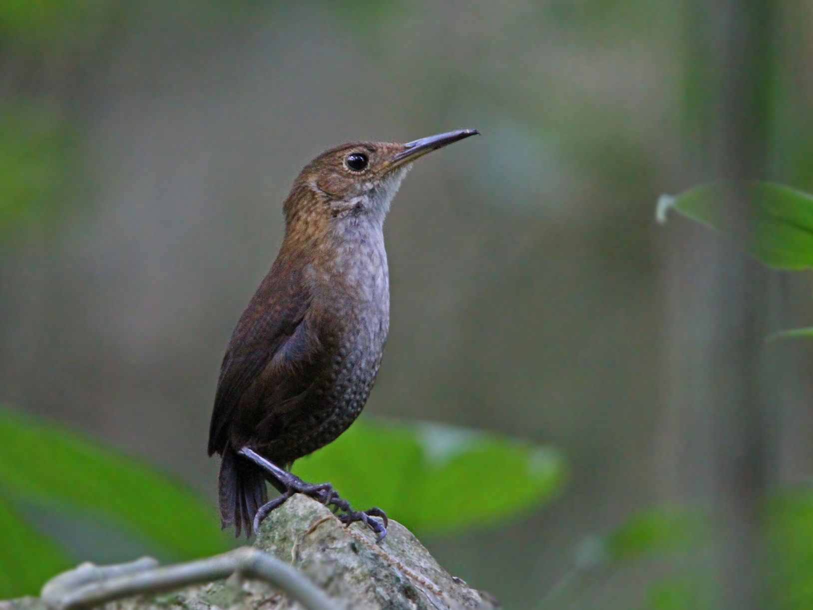 Nava's Wren Hylorchilus navai, Ocozocoautla de Espinosa, Chiapa…