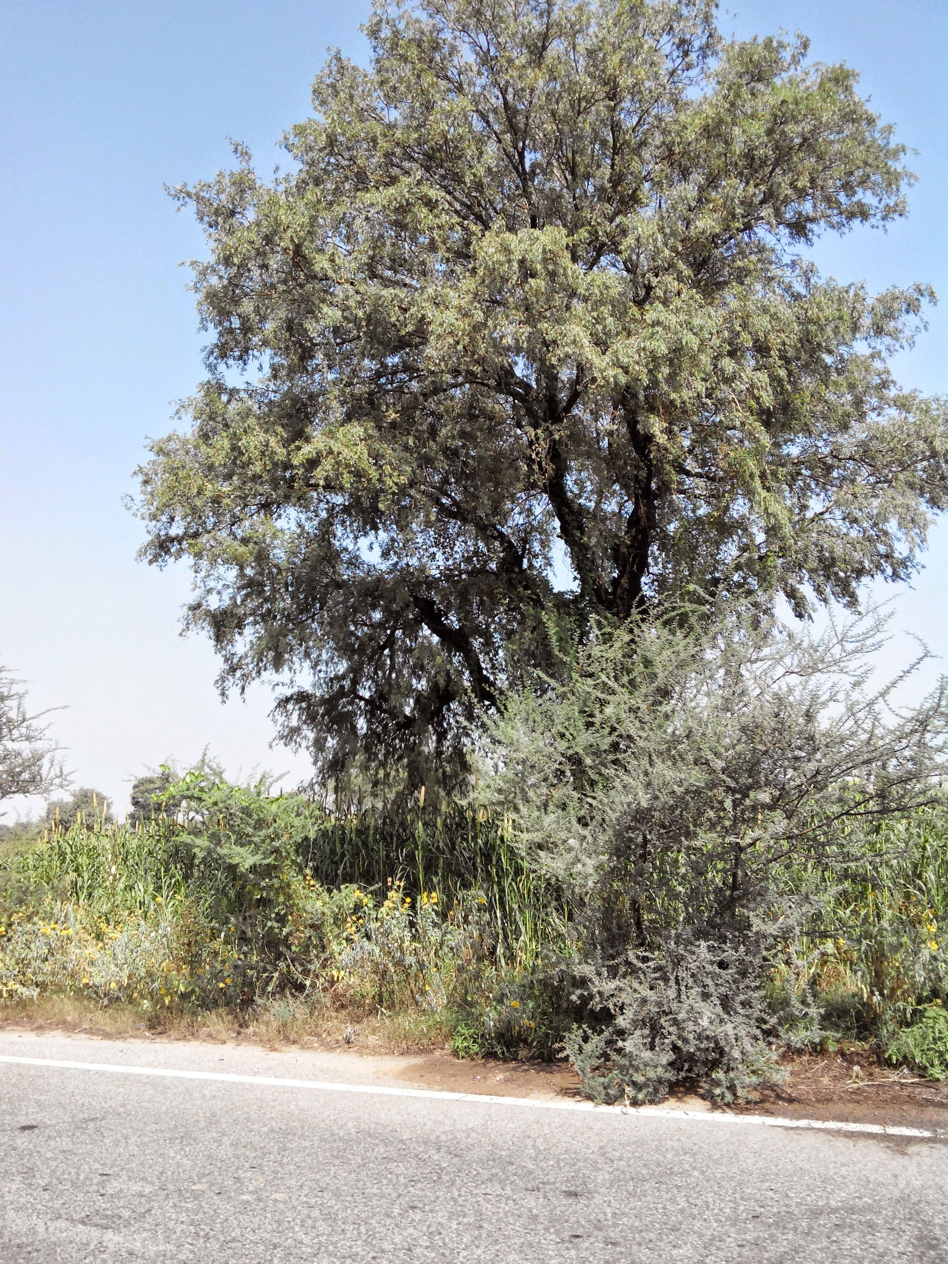 Jhajjar, Haryana, India