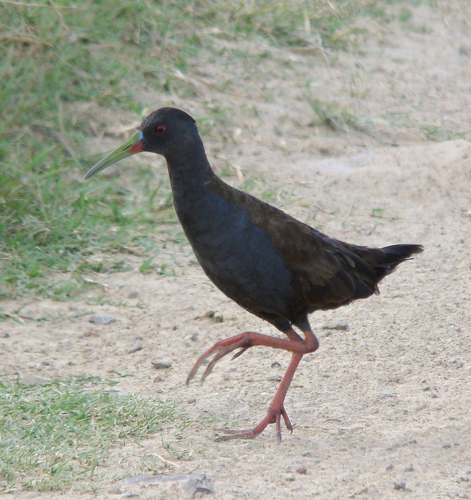 Plumbeous Rail in Dom Pedrito, Rio Grande do Sul, Brazil.