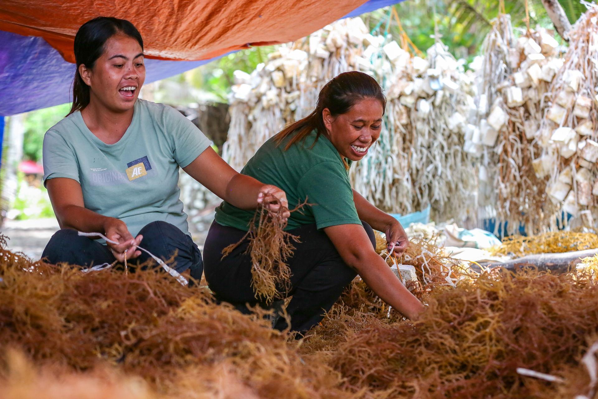 Harvested from clean, shallow waters, seaweed is grown for food…