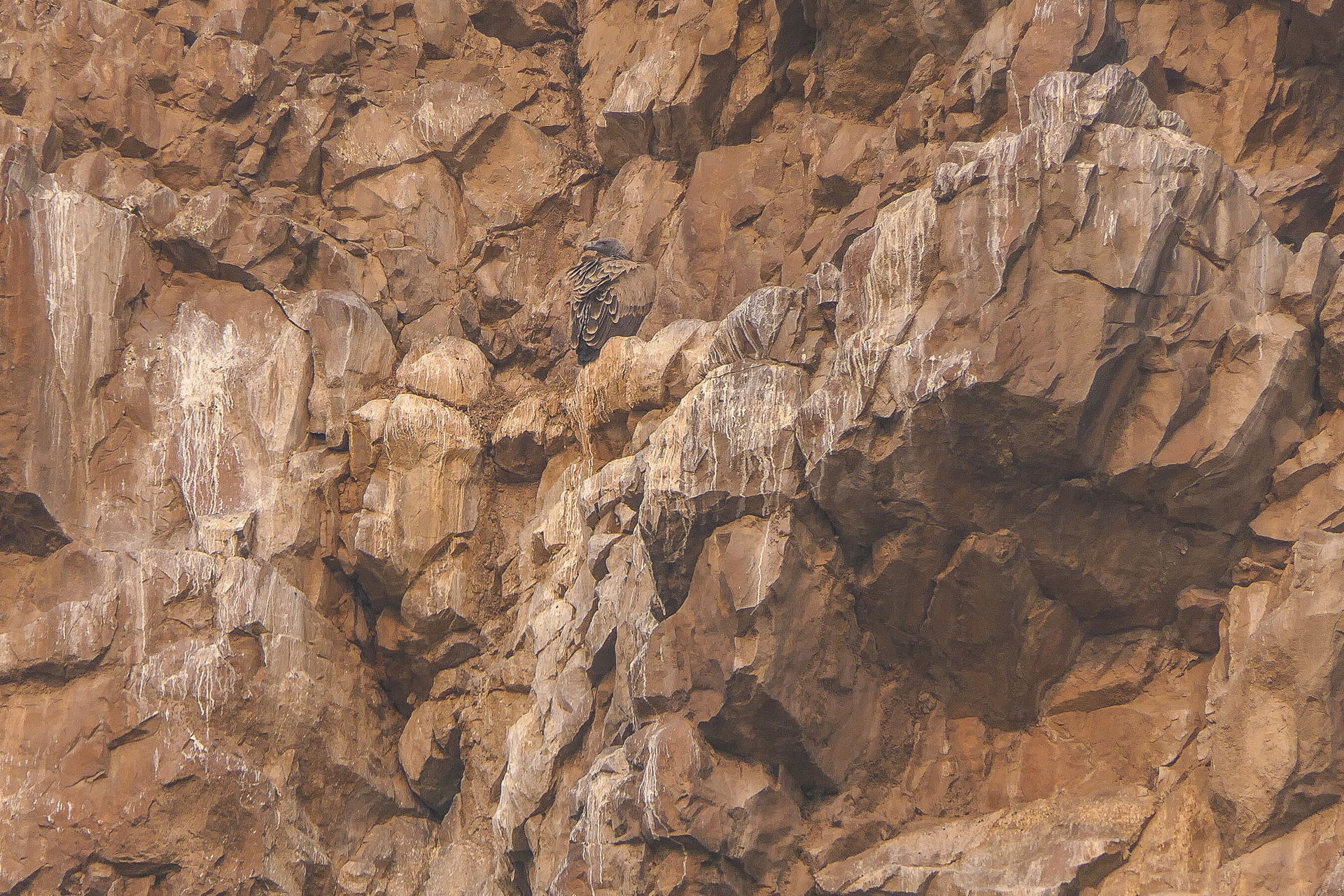 Indian Vulture