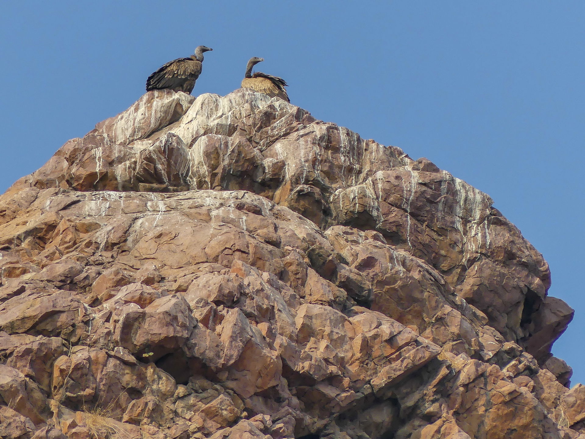 Indian Vulture