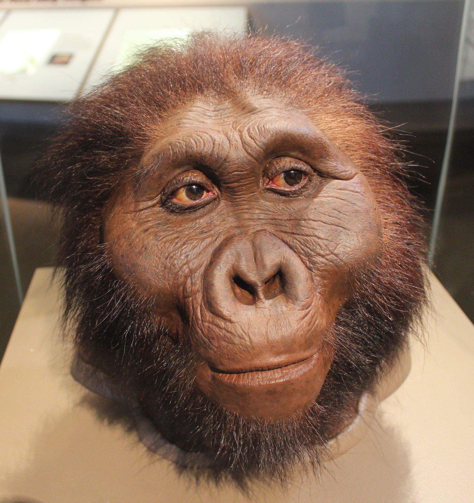 Paranthropus boisei model by John Gurche on display at the Smit…
