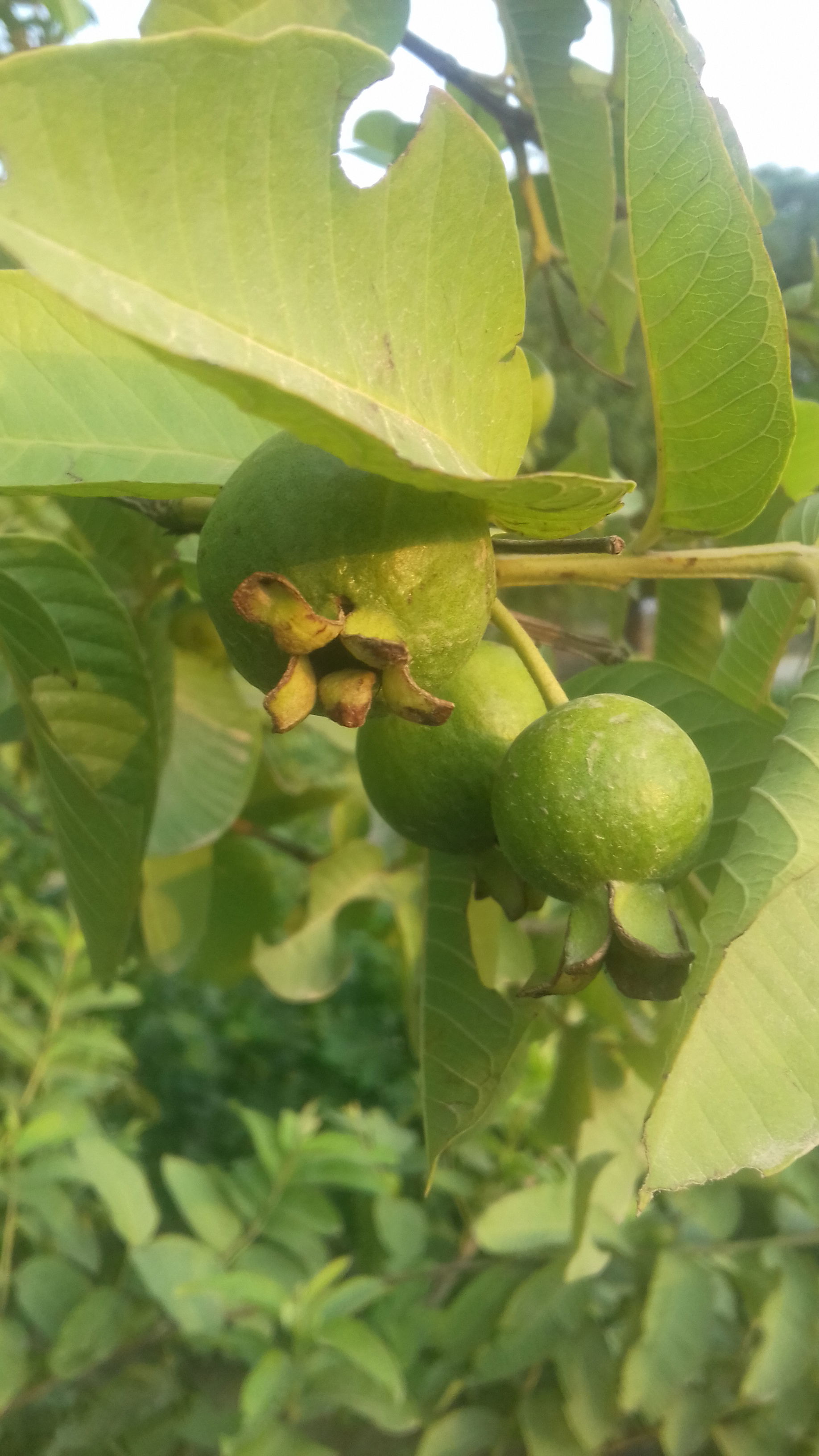 noshera mor, piplan,mianwali, punjab