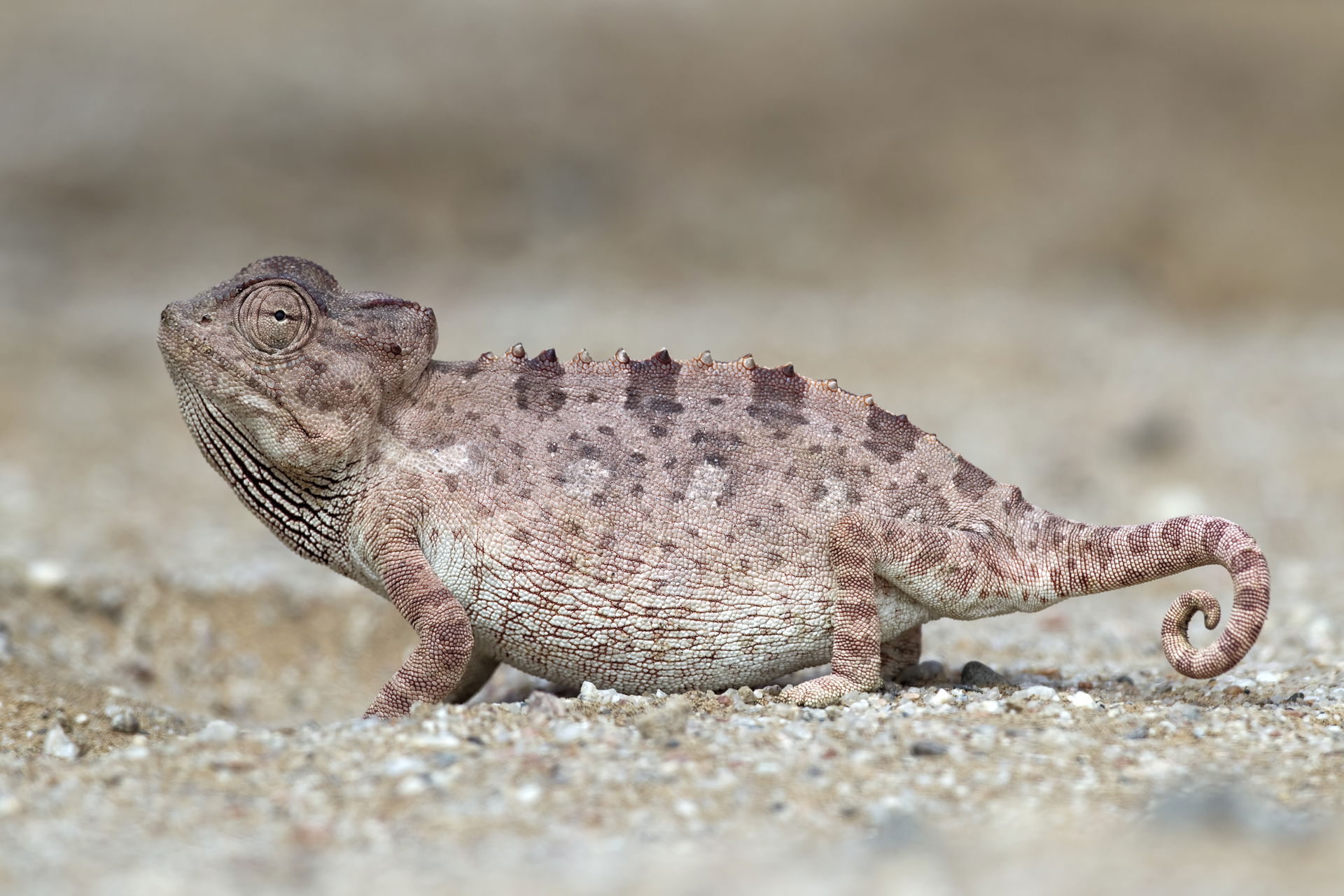 Namaqua chameleon near Swakopmund, Namibia