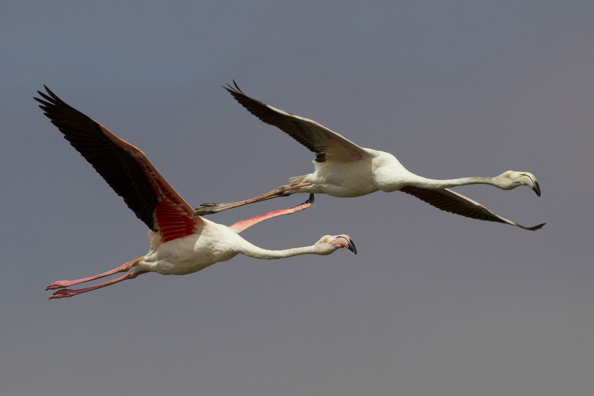 Adult and sub-adult greater flamingo in flight in Walvis Bay