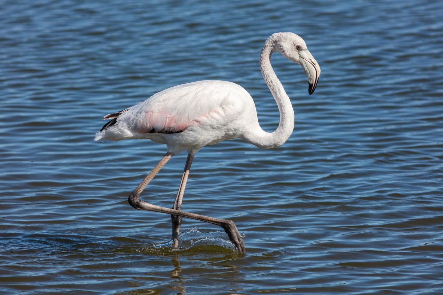 Walvis Bay