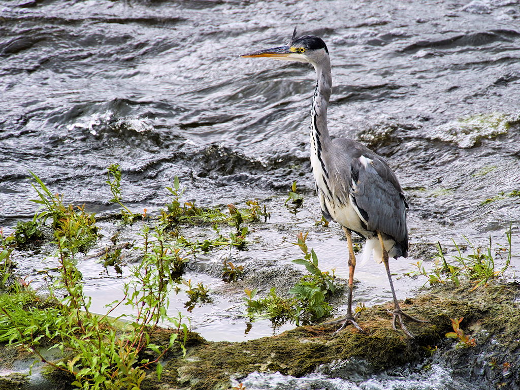 Heron at Dumfries