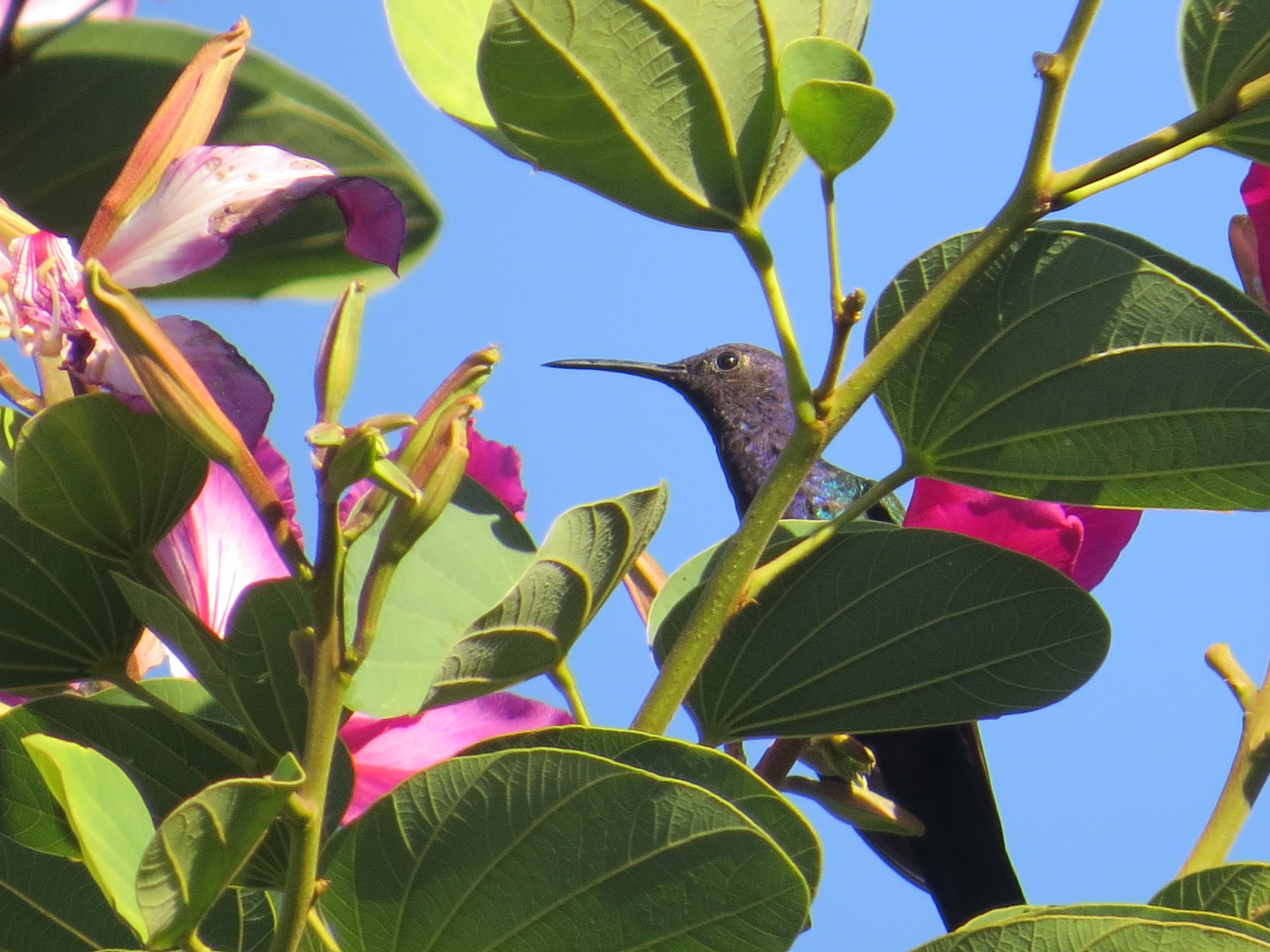Beija-flor-tesoura - Eupetonema macroura - Trochilidae - se ali…