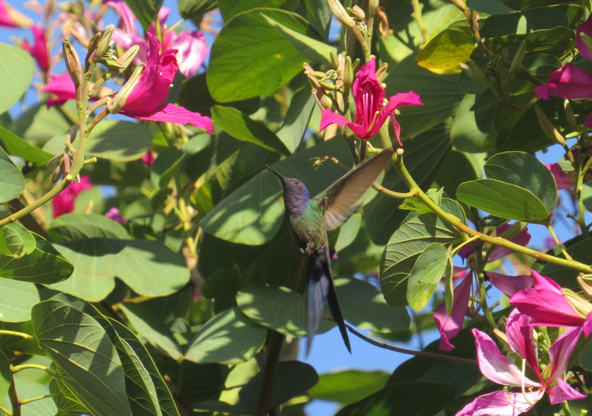 (Beija-flor-tesoura - Eupetonema macroura - Trochilidae) - se a…