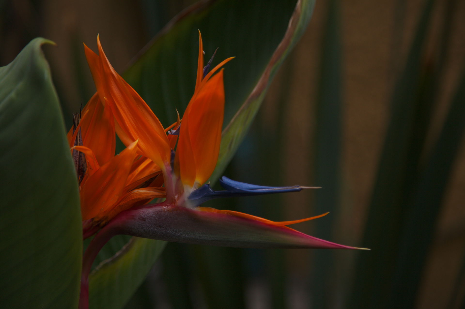 Flower which forms part of the Nature of Ameca, Jalisco, Mexico