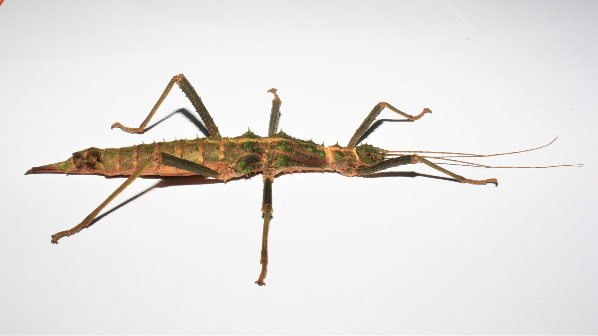 Euobrimus cavernosus - female from Rapu Rapu stock, lateral view