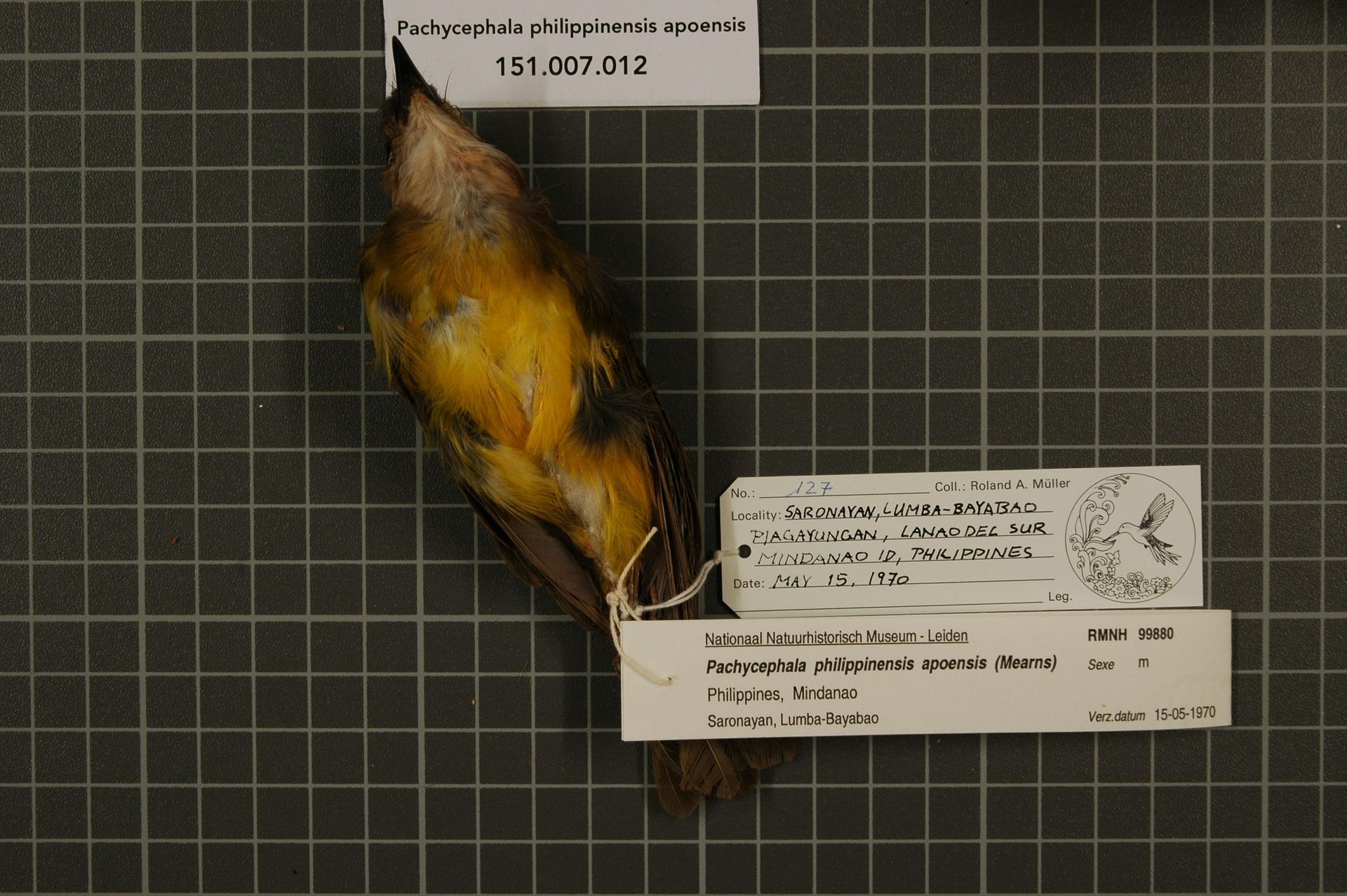 Pachycephala philippinensis apoensis (Mearns, 1905)