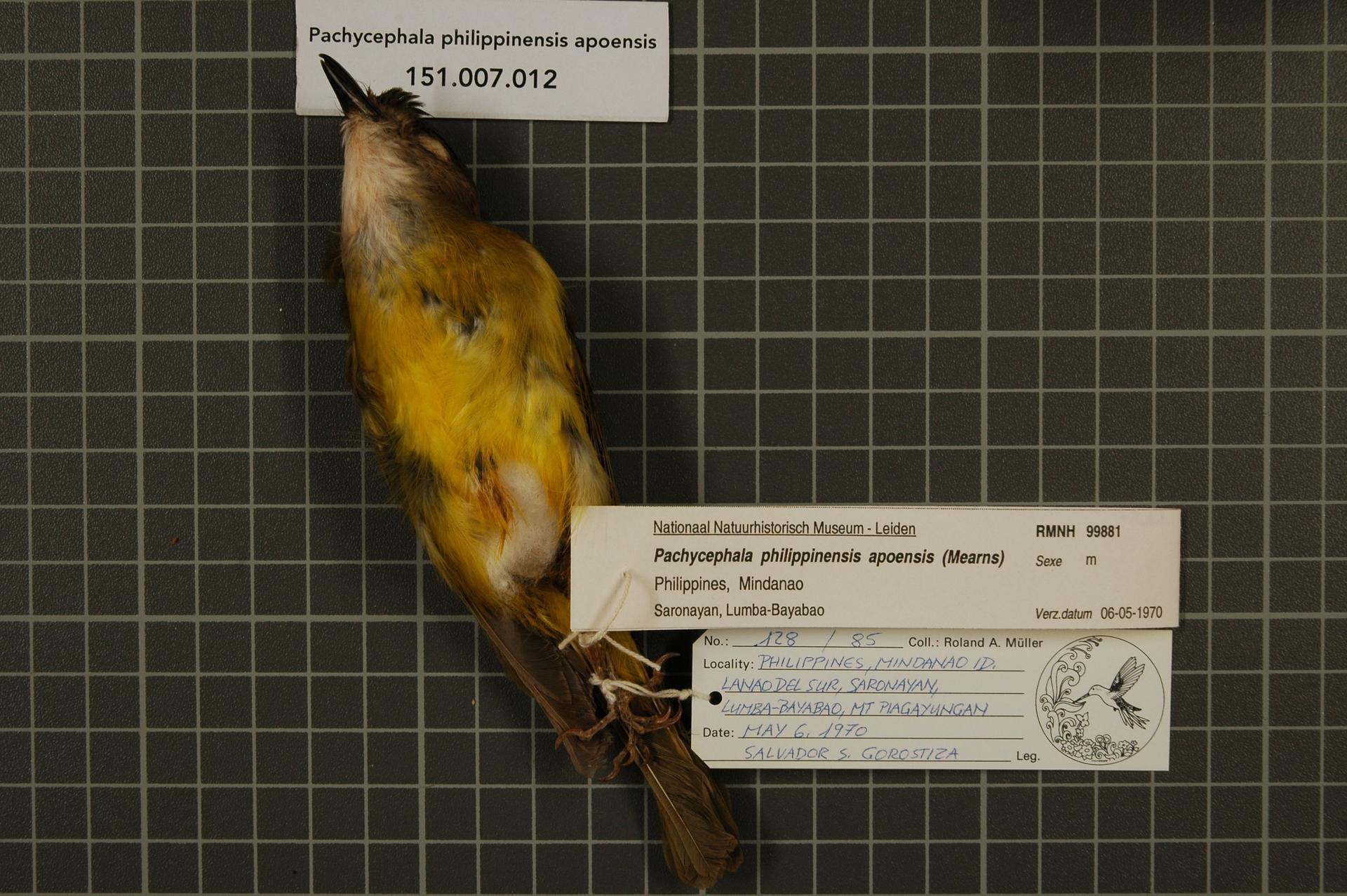 Pachycephala philippinensis apoensis (Mearns, 1905)