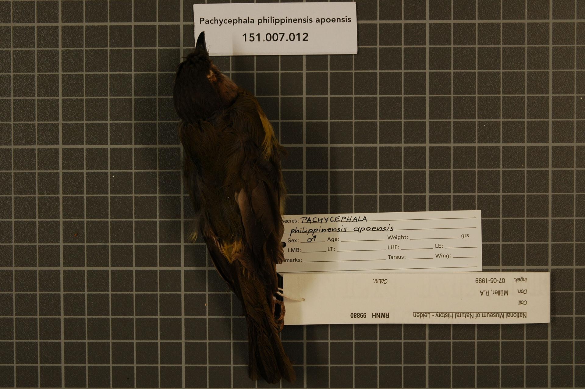 Pachycephala philippinensis apoensis (Mearns, 1905)