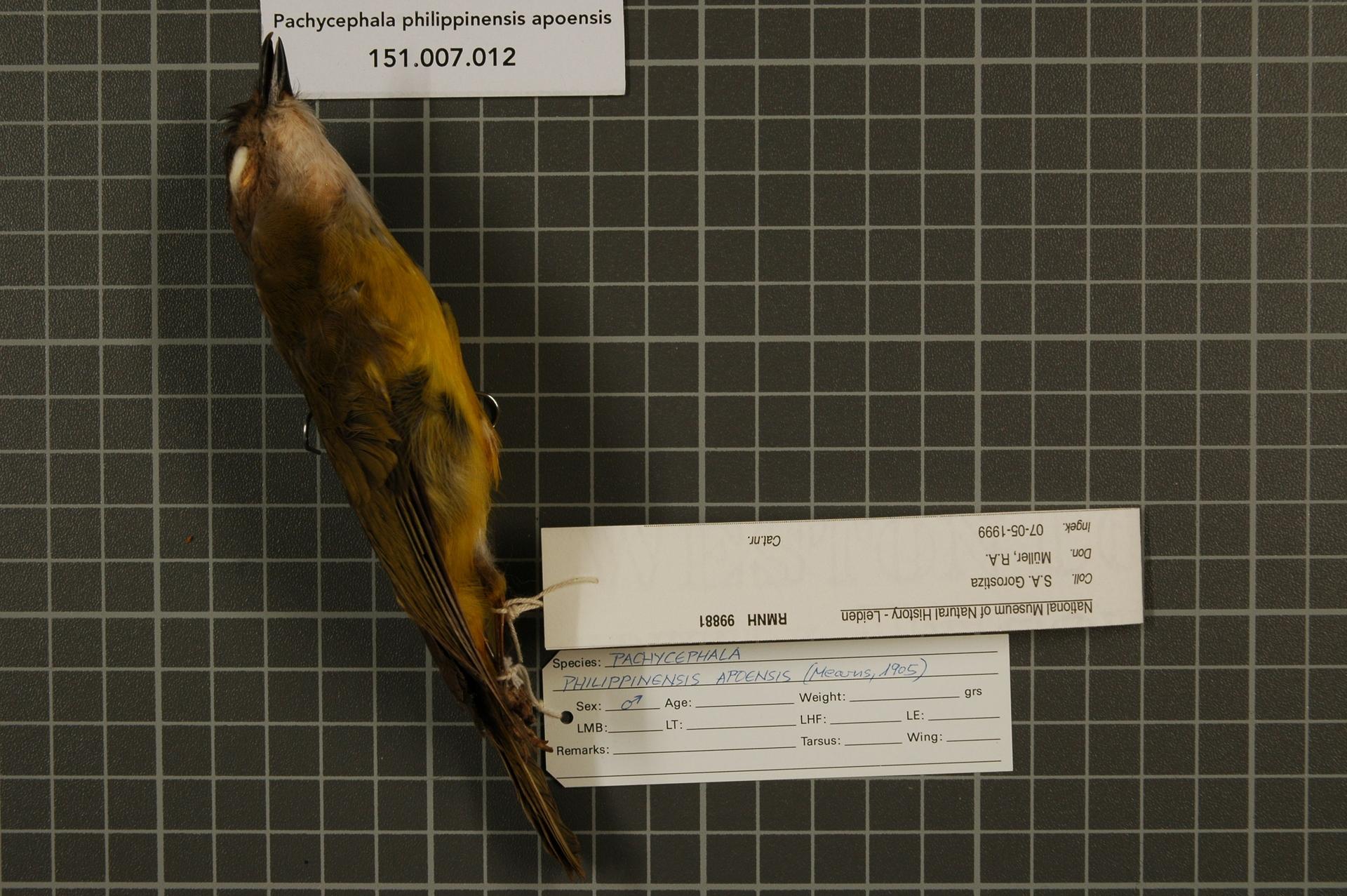 Pachycephala philippinensis apoensis (Mearns, 1905)
