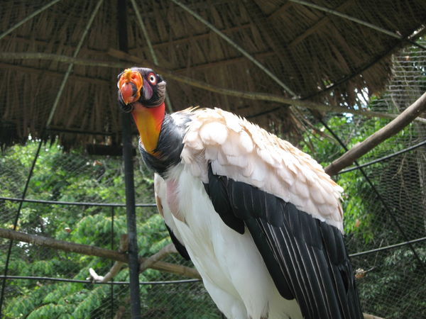Melgar, Tolima