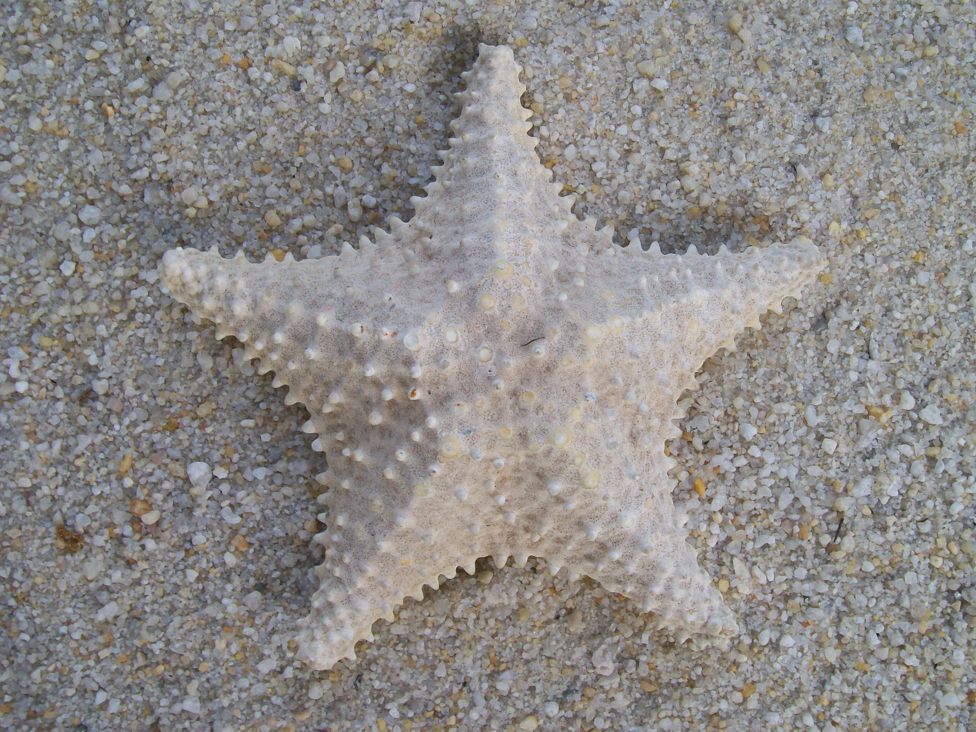 Estrela do Mar