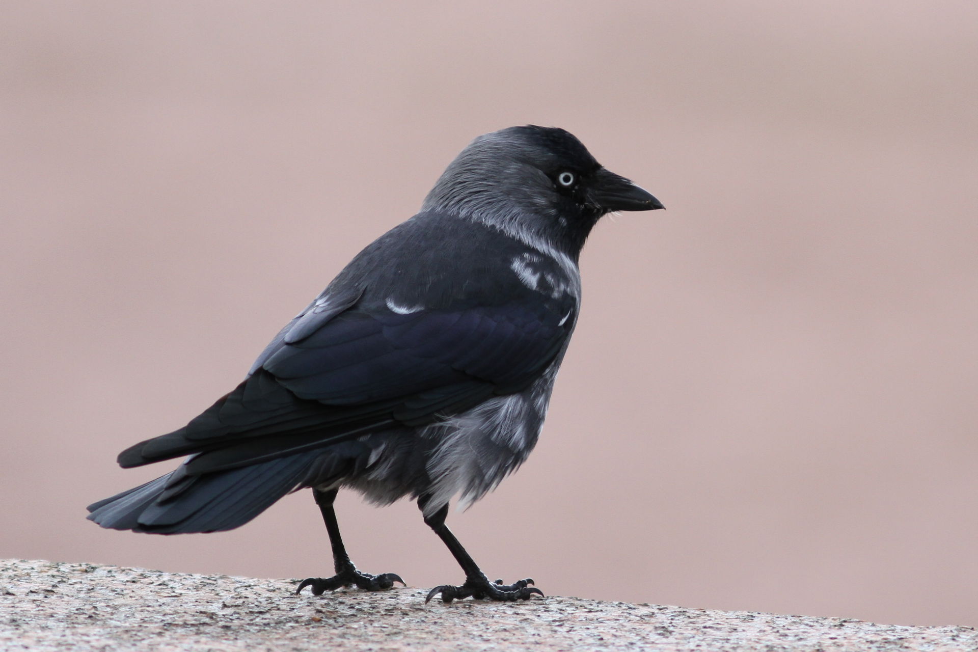 Leucistic Jackdaw (Corvus monedula) with strange white feathers…