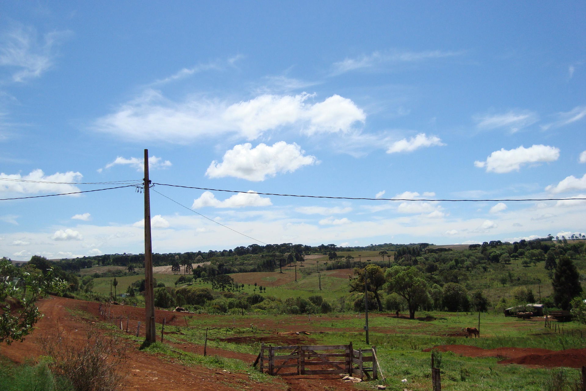 pitanga parana