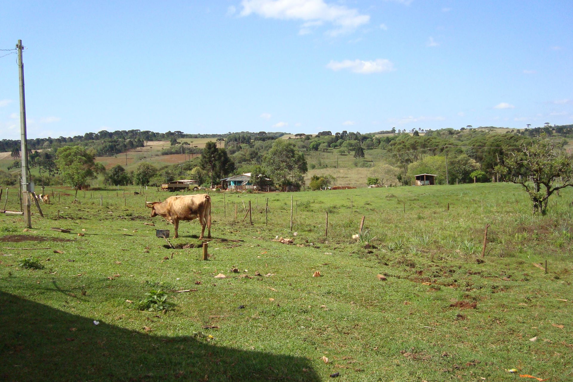 vaquinha na cidade de pitanga interior parana